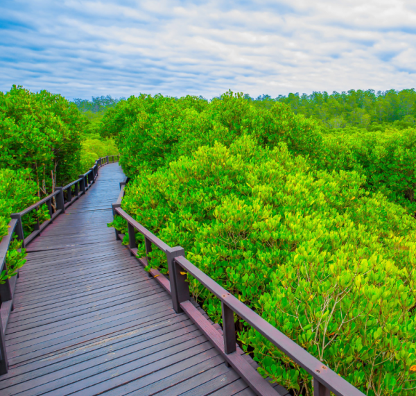 Taman Mini Hutan dengan Jalan Kayu